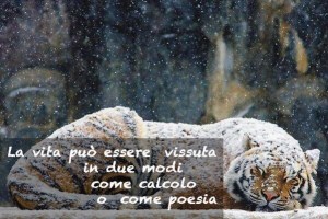 tigre sotto la neve